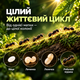 Мурахи Lasius Niger мурахи для мурашиної ферми колонія мурах з маткою живі мурахи для початківців - зображення 2