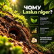 Мурахи Lasius Niger мурахи для мурашиної ферми колонія мурах з маткою живі мурахи для початківців - зображення 3