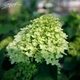 Гортензия метельчатая 'Limelight'®. Контейнер 3 л - изображение 3
