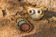 Projektor Little Dutch Safari Friends Lew (8713291774797) - obraz 18