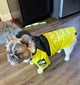 Дощовик для собак the dog face 2xl - изображение 5