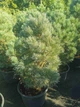 Сосна sylvestris Watereri H0.8-1 м - изображение 3