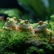 Мох Сфагнум Terrario ForestHeart Sphagnum Moss 100г для тераріумів та орхідей - зображення 4