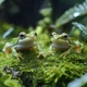 Мох Сфагнум Terrario ForestHeart Sphagnum Moss 100г для тераріумів та орхідей - зображення 6