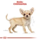 Сухой корм для щенков Royal Canin породы чихуахуа Chihuahua Puppy 1,5 кг (3182550722544) - изображение 5
