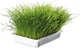 Trawa dla kotów Trixie Soft Grass 100 g (4011905042329) - obraz 2