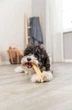 Przysmak dla psa Trixie Chewing Cheese L:13.5 cm 95 g (4011905312637) - obraz 2