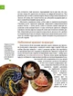 Книга Тварини - майстри маскування. Енциклопедія для допитливих. Андрій Гапченко - изображение 4