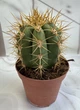 Эхинопсис Echinopsis D12 см Кактус Суккулент Комнатное растение - изображение 1