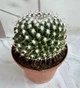 Маммилярия Mammillaria D12 см Кактус Суккулент Комнатное растение - изображение 1
