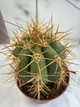 Эхинопсис Echinopsis D12 см Кактус Суккулент Комнатное растение - изображение 2