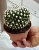 Маммилярия Mammillaria D12 см Кактус Суккулент Комнатное растение - изображение 2