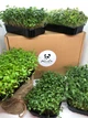 Набір для вирощування мікрозелені Panda microgreen на 21 врожай (10 видів культур), професійна упаковка - изображение 2