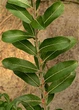 Ива тонкостолбиковая / Salix gracilistyla Mt Aso С5 / Н 80-100 - изображение 7