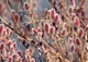 Ива тонкостолбиковая / Salix gracilistyla Mt Aso С5 / Н 80-100 - изображение 10
