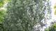 Ива Эрдингер / Salix erdingeri С45 / Н 300 - изображение 13