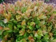 Ива тсугавидная Гинме / Salix tsugaluensis Ginme, С7.5 Ра60 - изображение 9
