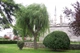 Ива вавилонская/ Salix babylonica var. pekinensis Pendula C60 Р300-320 D12-14 - изображение 3
