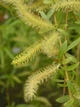Ива вавилонская/ Salix babylonica var. pekinensis Pendula C60 Р300-320 D12-14 - изображение 7