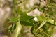Ива вавилонская/ Salix babylonica var. pekinensis Pendula C60 Р300-320 D12-14 - изображение 9