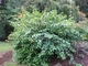 Дерен душистый Блю Клауд / Cornus amomum Blue Cloud, С3 - изображение 9