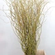 Ива Карадок / Salix Caradoc С10/ Н180-200 - изображение 3