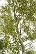 Ива Карадок / Salix Caradoc С10/ Н180-200 - изображение 5