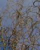 Ива Карадок / Salix Caradoc С10/ Н180-200 - изображение 7