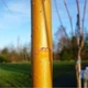 Ива золотистая Хрисокома / Salix sepulcralis (x) Chrysocoma (resistenta) C20 Н3500 - изображение 5