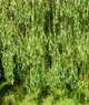 Ива золотистая Хрисокома / Salix sepulcralis (x) Chrysocoma (resistenta) C20 Н3500 - изображение 6