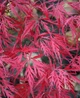 Клен пальмолистный Гарнет / Acer palmatum Garnet С7.5 / Ра 20, Діаметр 50-80 - изображение 3