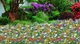 Смесь семян RASENLUX Мавританский Газон® MAURITANIAN LAWN, 1 кг - изображение 2