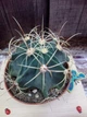 Кактус Ferocactus viridescent GreenLife контейнер 7 см - изображение 2