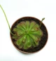 Рослина хижак Росичка Алісіа AlienPlants Drosera Aliciae розмір М горщик 9 см - зображення 2
