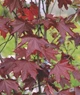 Клен остролистный Роял Ред / Acer platanoides Royal Red С45 Н220-240 - изображение 3