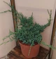 Ялівець лускатий Блю Карпет / Juniperus squamata Blue Carpet С7.5, Н 60-80 - зображення 9