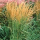 Вейник остроцветочный Карл Фоерстер/Calamagrostis acutiflora Karl Foerster С3, Н 90-180 - изображение 3