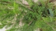 Ялівець средній Мінт Джуліп / Juniperus x pfitzeriana Mint Julep C3 /d 80-90 - зображення 4
