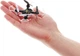Квадрокоптер Syma X12S Чорний (X12S) - зображення 3