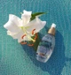 Зволожуючий міст для волосся з кокосовим маслом OGX Nourishing Coconut Oil Weightless Hydrating Mist (10228843) - зображення 5