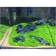 Семена Аквариумных растений Verte-X водоросли Glossostigma Hemianthus Callitrichoides крупный лист - изображение 2