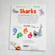 Wipe-clean activities. Sharks - зображення 2