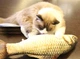 Іграшка риба для кішок Карась CatNip плюшева 3D з котячою м'ятою 30 см - зображення 5