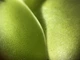 Хищное Растение Жирянка Тина AlienPlants Pinguícula - зображення 2