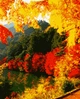 Картина по номерам "Яркая осень" 50*60см Artissimo PNX0166 - изображение 1