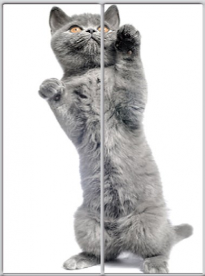 

Шкаф-купе Luxe Studio Стандарт-1 Фотопечать Животные-11 1300x2200x450 двухдверный