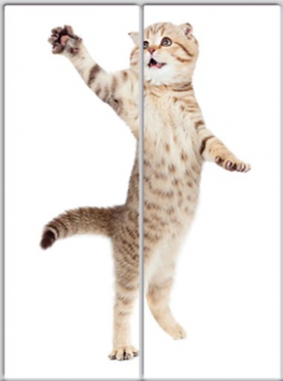 

Шкаф купе Luxe Studio Стандарт-1 Фотопечать Животные-6 1900x2100x450 двухдверный