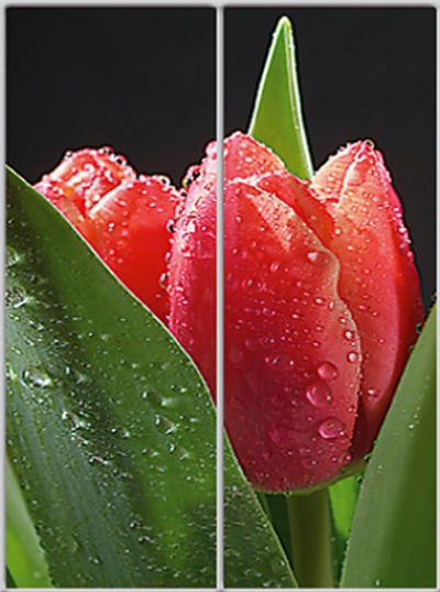 

Шкаф купе Luxe Studio Стандарт-1 Фотопечать Природа-7 2000x2400x450 двухдверный