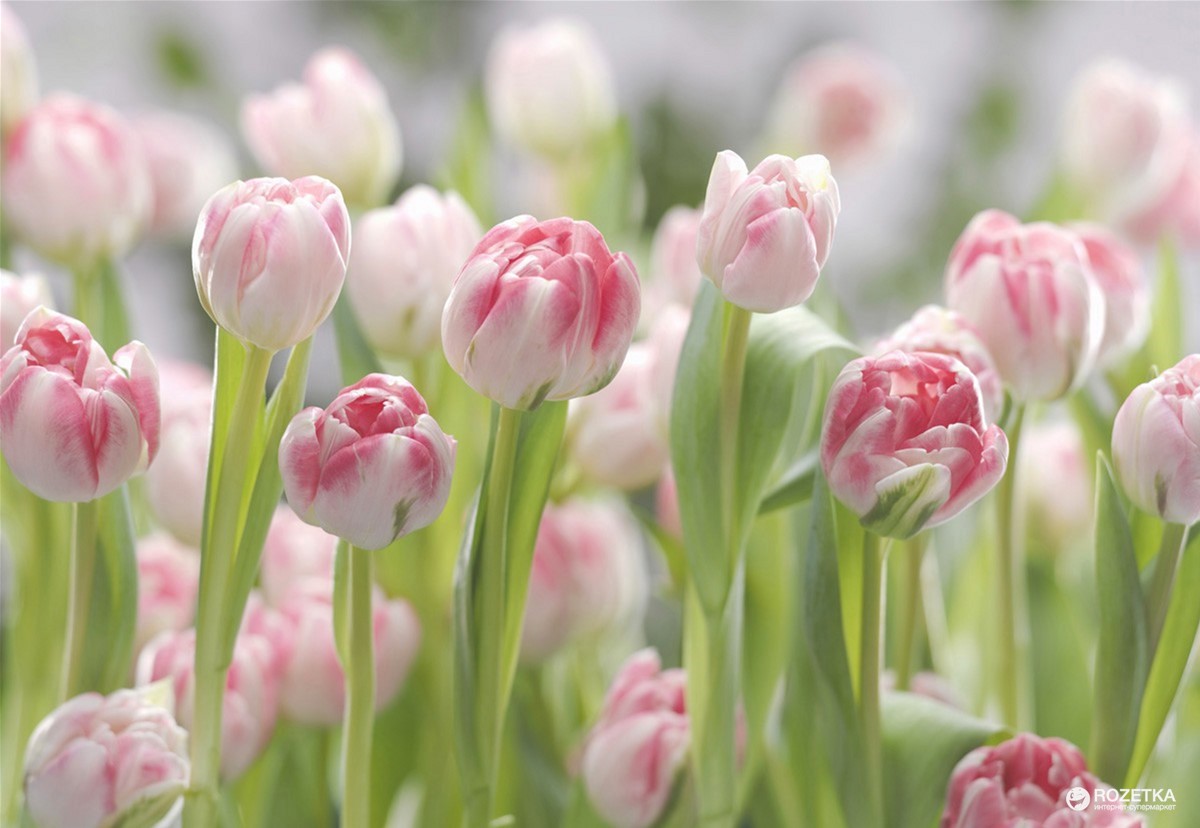 

Фотообои бумажные Komar Secret Garden 368x254 см 8 сегментов (8-708)