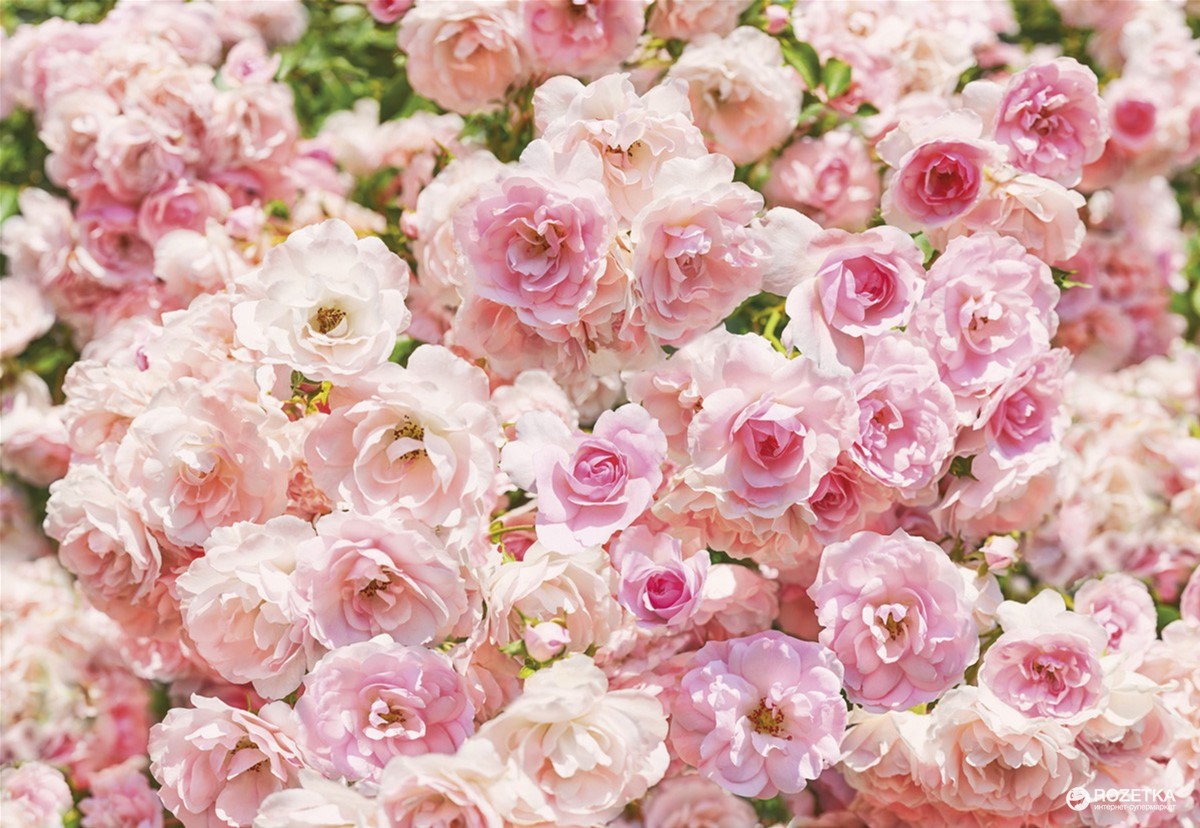 

Фотообои бумажные Komar Rosa 368х254 см 8 сегментов (8-937)